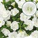 Bild von Calibrachoa double P12 White